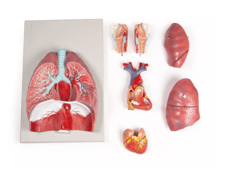 Lunge, Herz und Kehlkopf, 7 Teile - Erler - Zimmer