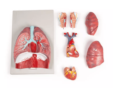 Lunge, Herz und Kehlkopf, 7 Teile - Erler - Zimmer