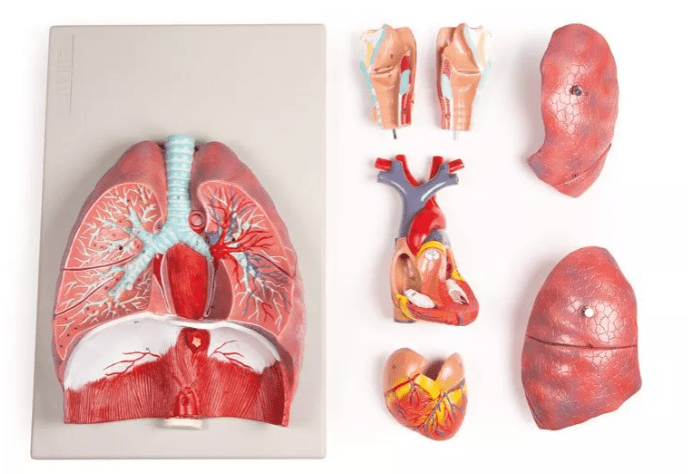 Lunge, Herz und Kehlkopf, 7 Teile - Erler - Zimmer