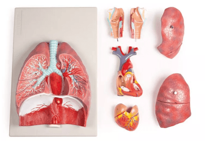Lunge, Herz und Kehlkopf, 7 Teile - Erler - Zimmer