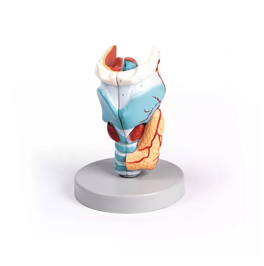 Kehlkopfmodell, 2 - fache Größe, 5 - teilig - Erler - Zimmer