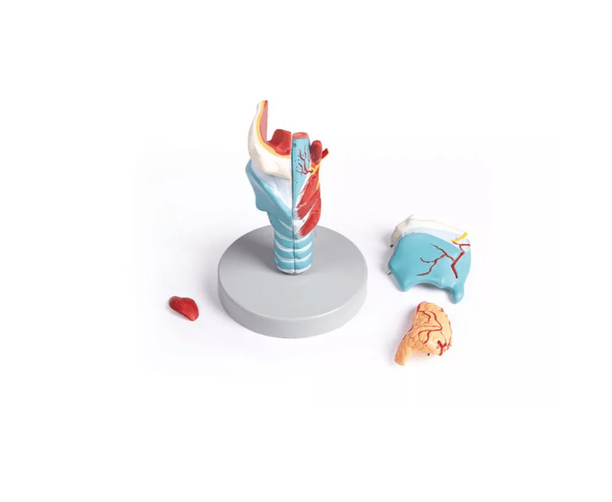 Kehlkopfmodell, 2 - fache Größe, 5 - teilig - Erler - Zimmer