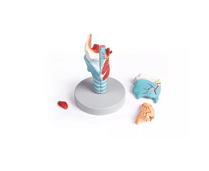 Kehlkopfmodell, 2 - fache Größe, 5 - teilig - Erler - Zimmer