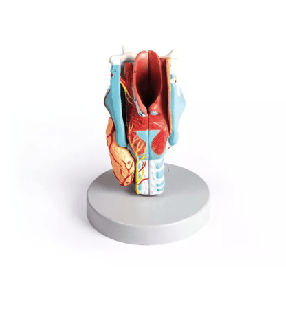 Kehlkopfmodell, 2 - fache Größe, 5 - teilig - Erler - Zimmer