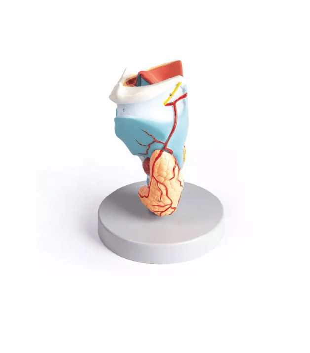 Kehlkopfmodell, 2 - fache Größe, 5 - teilig - Erler - Zimmer