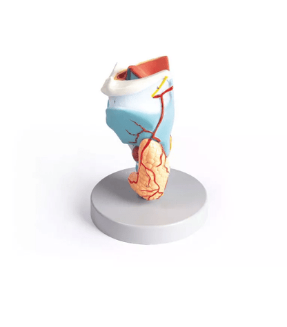 Kehlkopfmodell, 2 - fache Größe, 5 - teilig - Erler - Zimmer