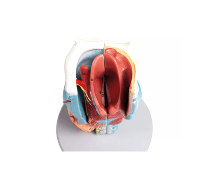 Kehlkopfmodell, 2 - fache Größe, 5 - teilig - Erler - Zimmer