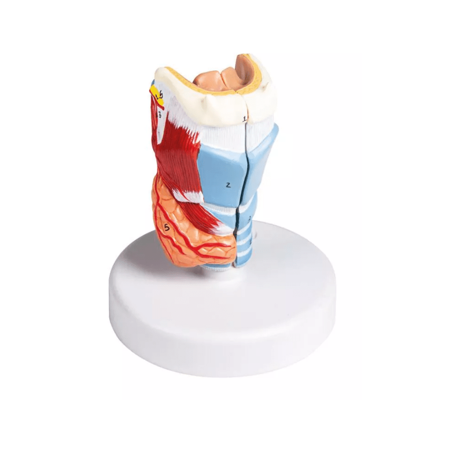 Kehlkopfmodell, nat. Größe, 2 - teilig - Erler - Zimmer