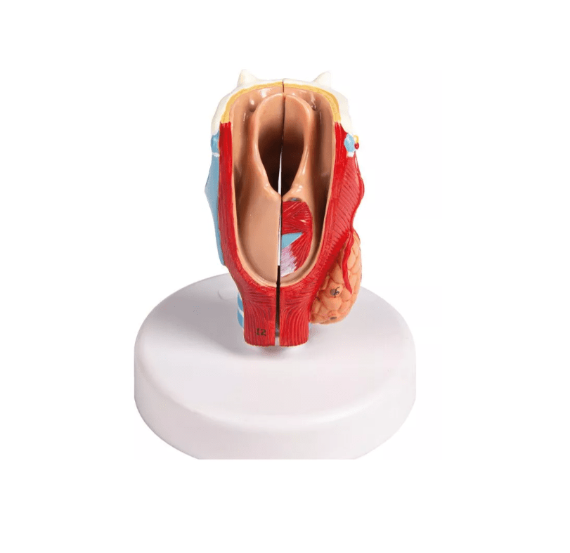Kehlkopfmodell, nat. Größe, 2 - teilig - Erler - Zimmer