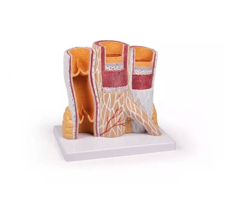 Arterie und Venen Modell, 20 - fach vergrößert - Erler - Zimmer