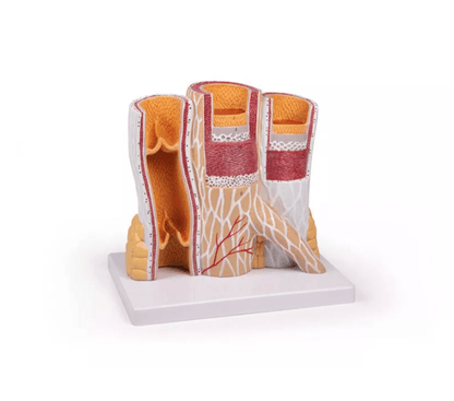 Arterie und Venen Modell, 20 - fach vergrößert - Erler - Zimmer