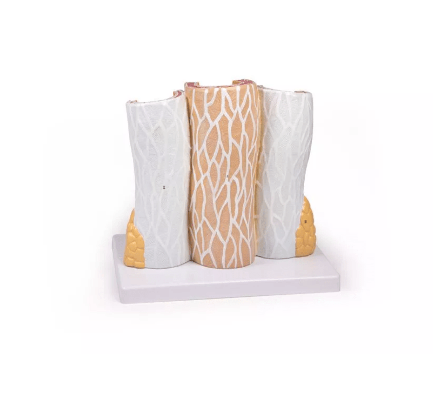 Arterie und Venen Modell, 20 - fach vergrößert - Erler - Zimmer