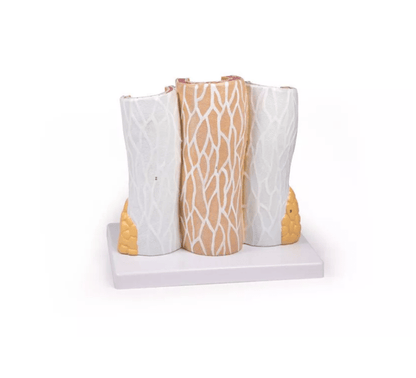 Arterie und Venen Modell, 20 - fach vergrößert - Erler - Zimmer