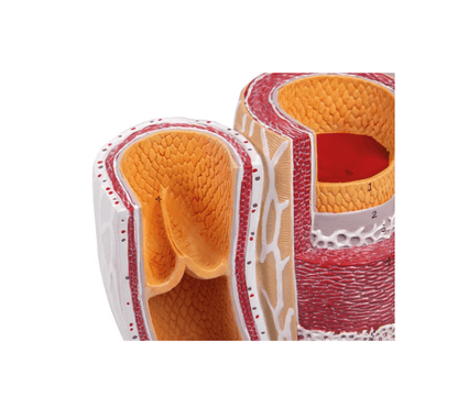 Arterie und Venen Modell, 20 - fach vergrößert - Erler - Zimmer