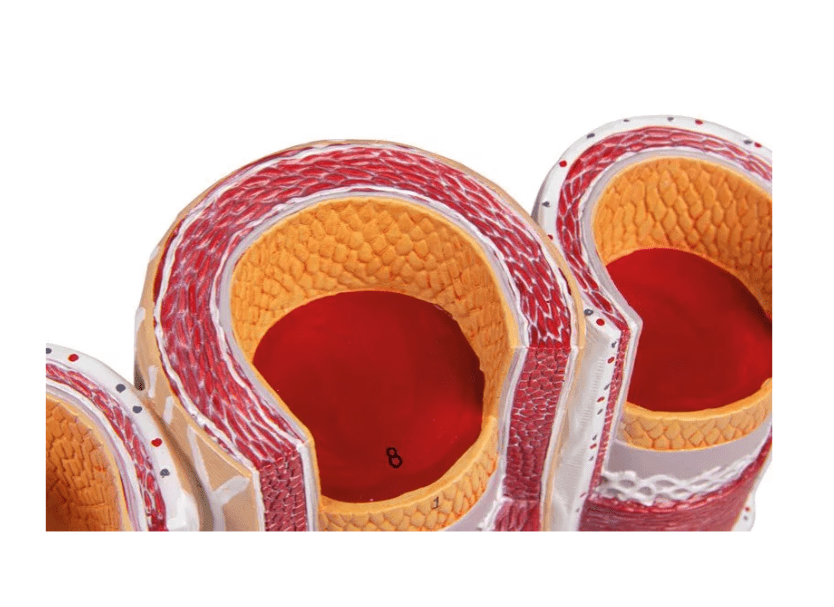 Arterie und Venen Modell, 20 - fach vergrößert - Erler - Zimmer