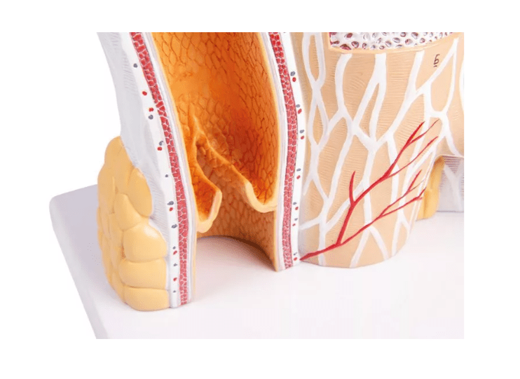 Blutzellen - Erler - Zimmer