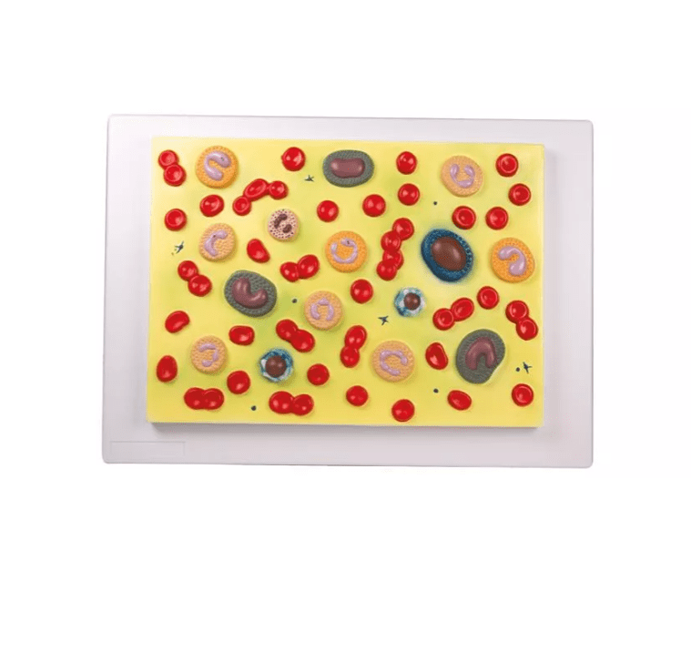 Blutzellen - Erler - Zimmer