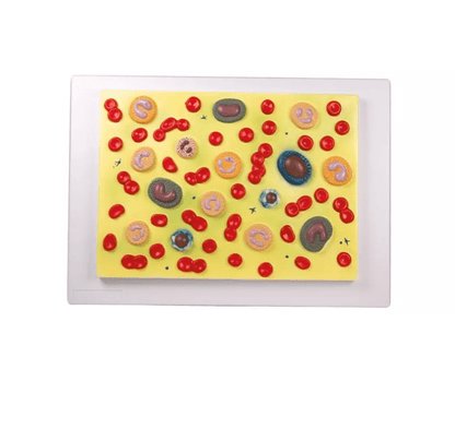 Blutzellen - Erler - Zimmer