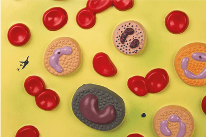 Blutzellen - Erler - Zimmer