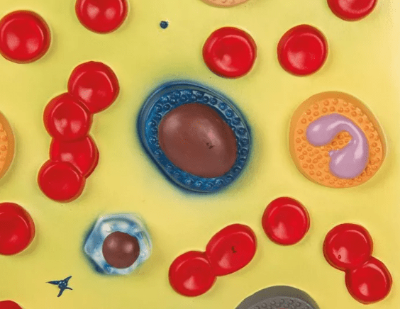 Blutzellen - Erler - Zimmer