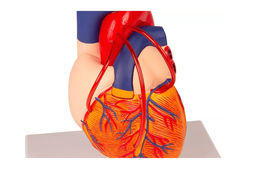 Herz mit Bypass - Erler - Zimmer