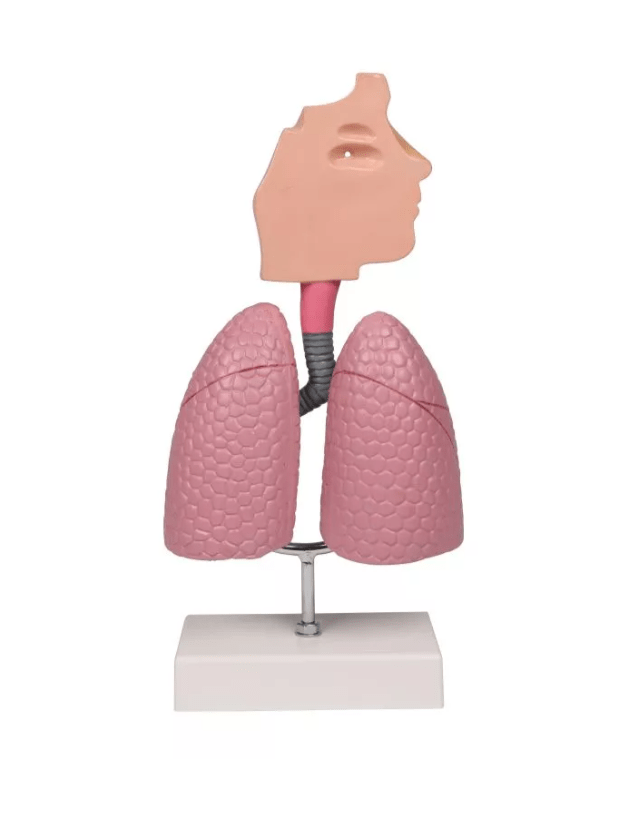 Atemwegsmodell - Erler - Zimmer