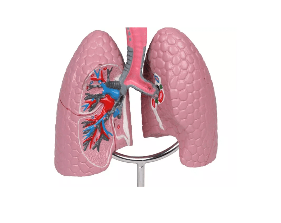 Atemwegsmodell - Erler - Zimmer