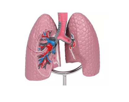 Atemwegsmodell - Erler - Zimmer