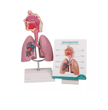 Atemwegsmodell - Erler - Zimmer
