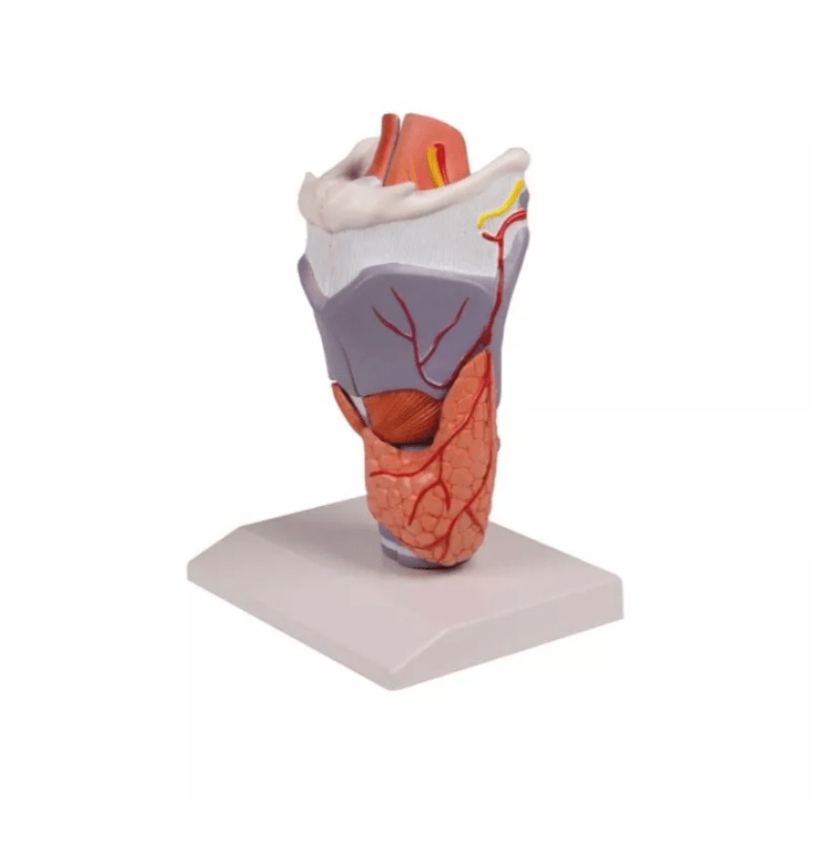 Kehlkopfmodell, 2 - fache Größe, 5 - teilig - Erler - Zimmer