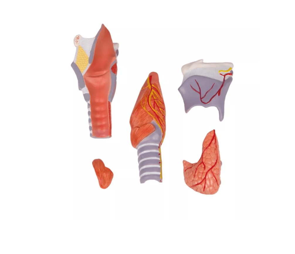 Kehlkopfmodell, 2 - fache Größe, 5 - teilig - Erler - Zimmer