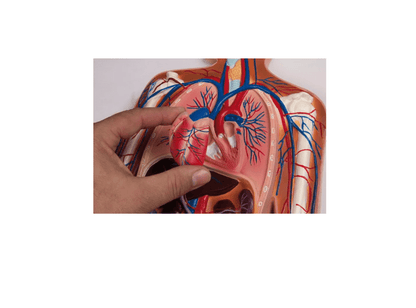 Blutkreislauf Reliefmodell, ½ natürliche Größe, 2 - teilig - Erler - Zimmer