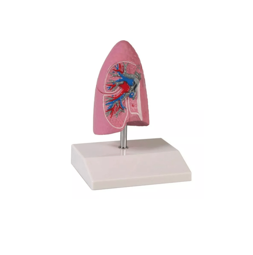 Lungenhälfte, ½ natürliche Größe - Erler - Zimmer