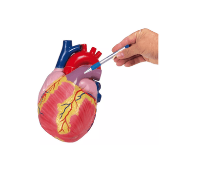 Großes Herzmodell, 3 - fache Lebensgröße, 2 Teile - Erler - Zimmer