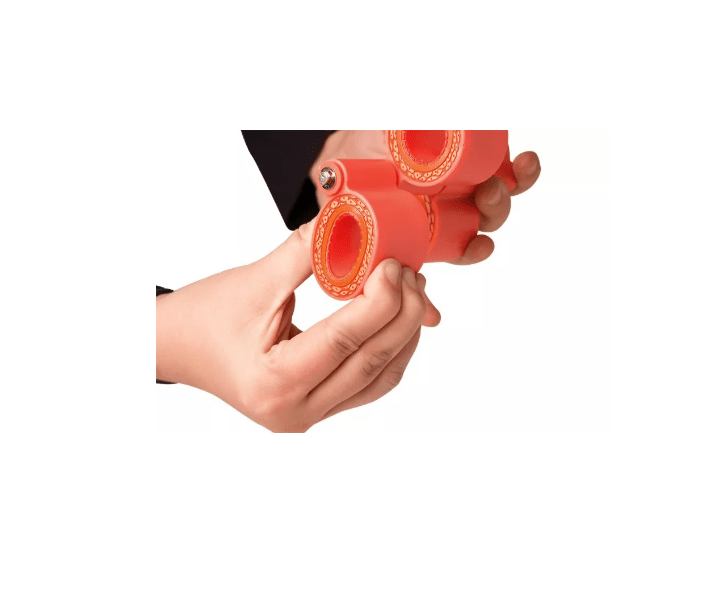 Arteriosklerosemodell, 4 - teilig - Erler - Zimmer