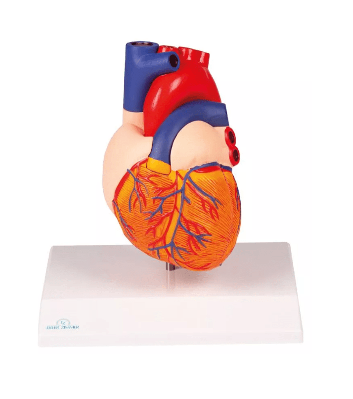 Herzmodell, natürliche Größe, 2 Teile - Erler - Zimmer
