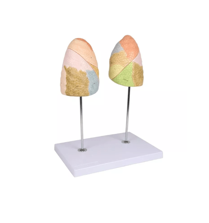 Didaktisches Lungenmodell, lebensgroß, 2 - teilig - Erler - Zimmer