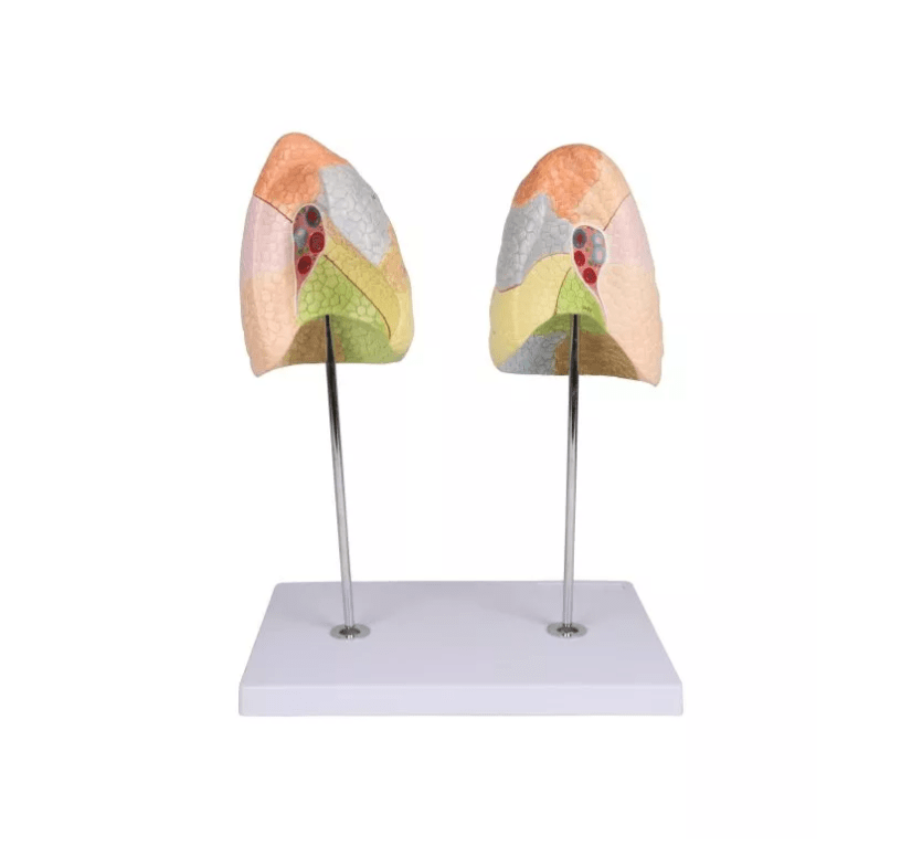 Didaktisches Lungenmodell, lebensgroß, 2 - teilig - Erler - Zimmer