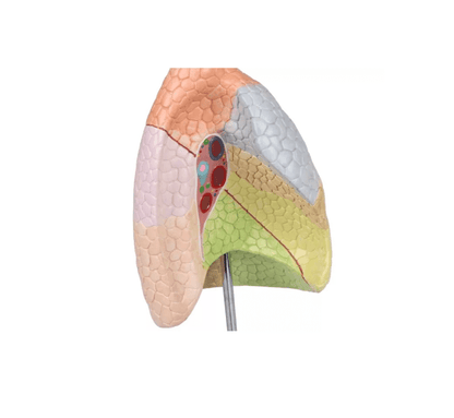Didaktisches Lungenmodell, lebensgroß, 2 - teilig - Erler - Zimmer