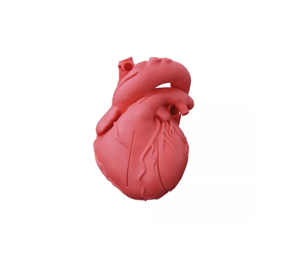 Herzmodell, flexibel, didaktische Ausführung - Erler - Zimmer