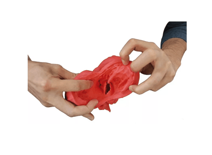 Herzmodell, flexibel, didaktische Ausführung - Erler - Zimmer