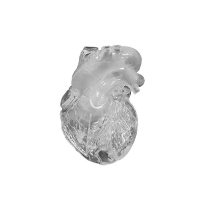 Herz flexibel, didaktische Ausführung, transparent - Erler - Zimmer