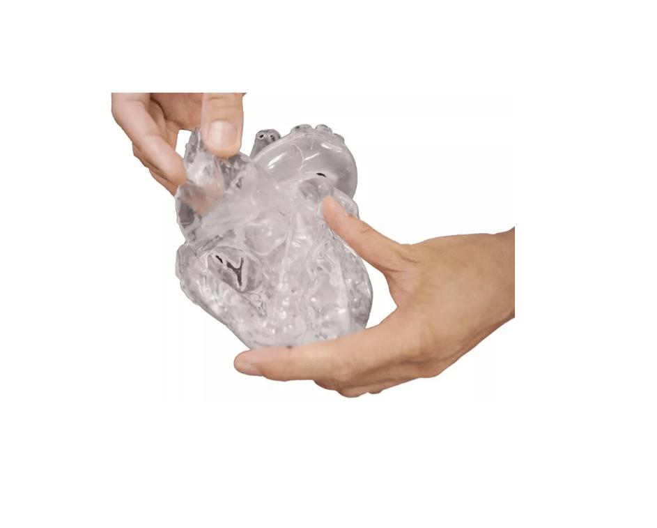 Herz flexibel, didaktische Ausführung, transparent - Erler - Zimmer