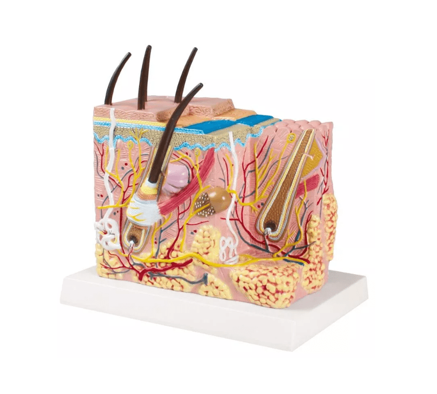 Haut Blockmodell - Erler - Zimmer