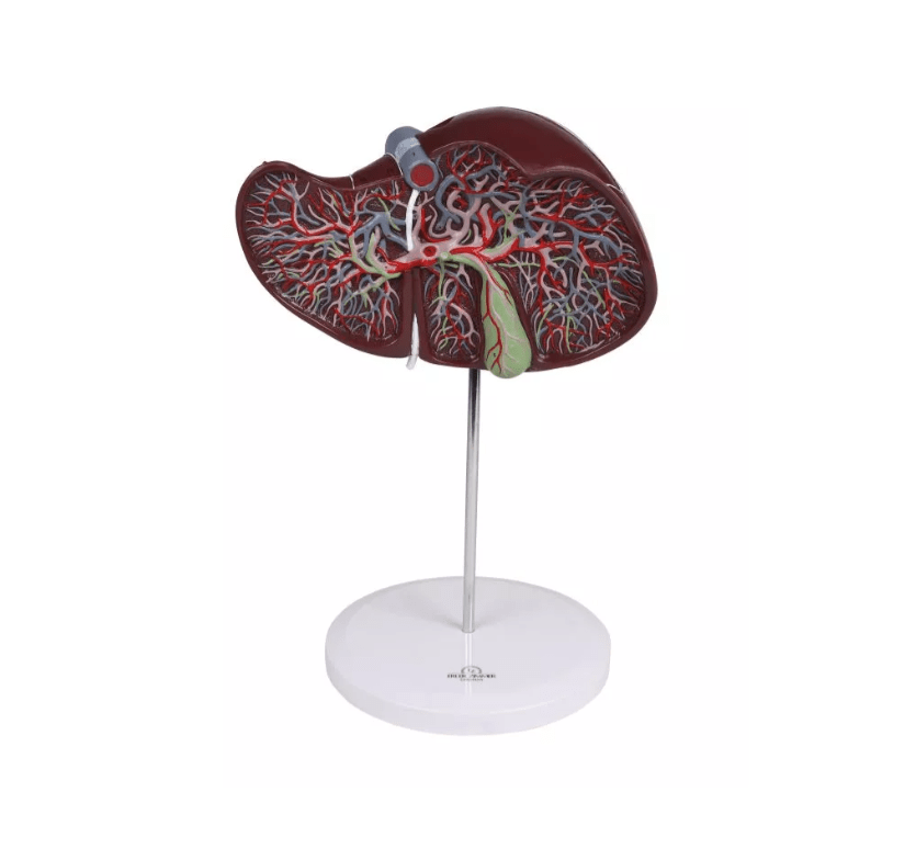 Menschliche Leber, 1,5 - fach vergrößert - Erler - Zimmer