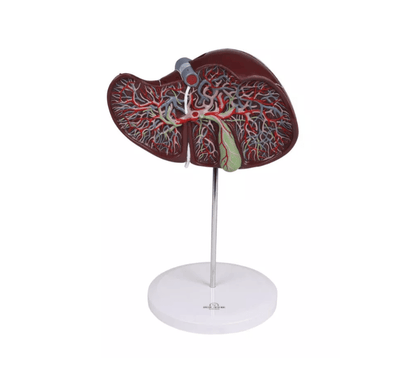 Menschliche Leber, 1,5 - fach vergrößert - Erler - Zimmer