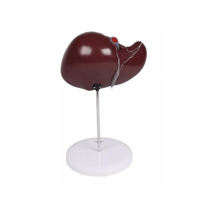 Menschliche Leber, 1,5 - fach vergrößert - Erler - Zimmer