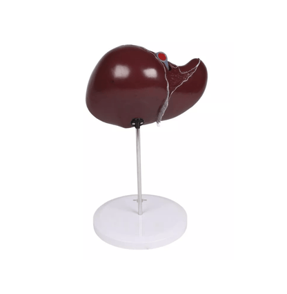 Menschliche Leber, 1,5 - fach vergrößert - Erler - Zimmer