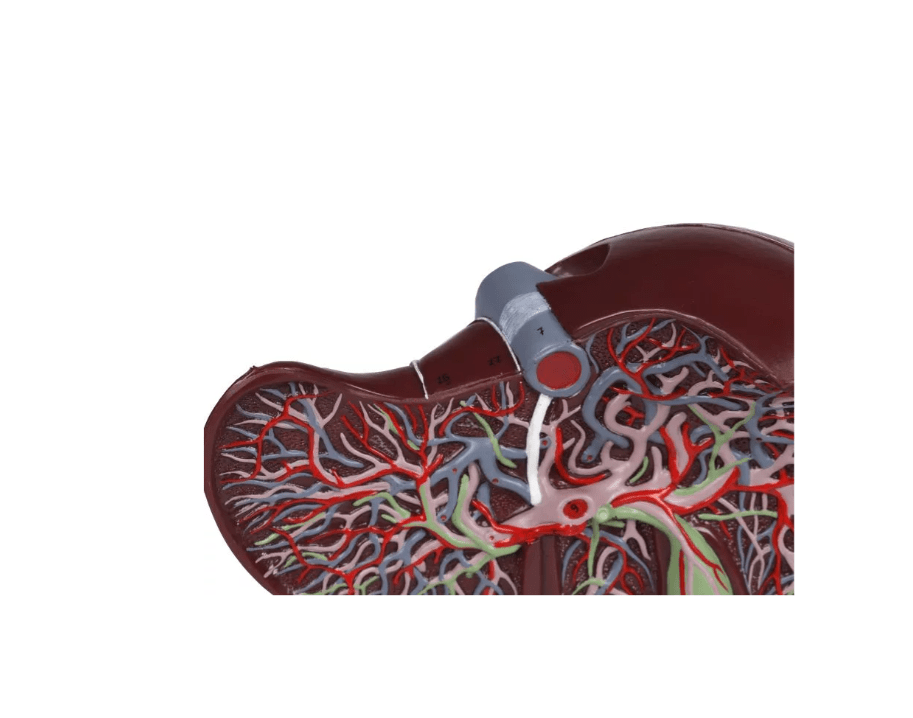 Menschliche Leber, 1,5 - fach vergrößert - Erler - Zimmer