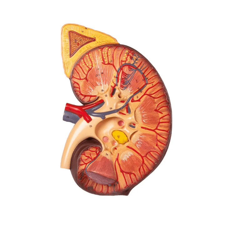 Nierenschnitt, Nephron und Nierenkörperchen - Erler - Zimmer